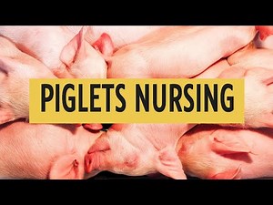 The Cutest Piglets EVER! Baby Pigs Nursing at the Fair!