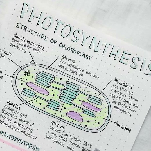 Photosynthesis || Structure of chromoplasts