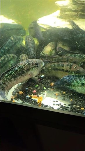 Jack Dempsey #FishHobby #Cichlids