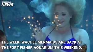 4.3K views · 20 reactions | Ever wanted to see a real live mermaid? The Weeki Wachee Springs mermaids are back at the NC Aquarium at Fort Fisher this weekend! | Spectrum News 1 North Carolina | Facebook