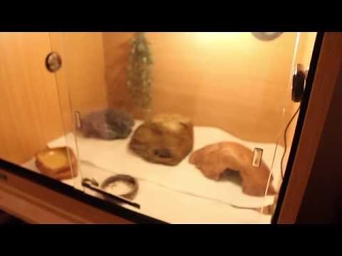 How to set-up a Leopard Gecko Vivarium