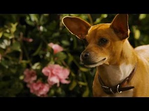 Beverly Hills Chihuahua 2 Sneak Peek