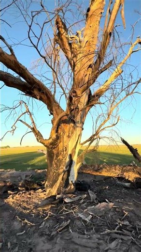 How would you cut this burnt hollow tree down?