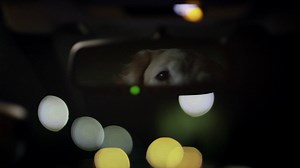 983K views · 24K reactions | A nighttime drive is the only acceptable lullaby for one tired puppy. #DogApproved | Subaru of America, Inc. | Facebook