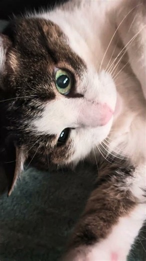 おまけ88「僕の猫チビ」トトロみたい!?