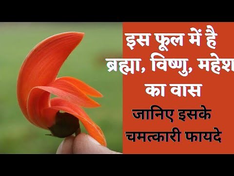 palash ke phool | पलाश के फूल के फायदे | palash ke totke | पलाश के उपाय | palash ke phool se rang