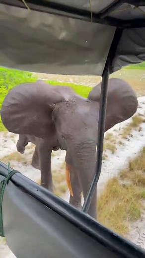 Amazing Elephant Encounter in Gabon Safari