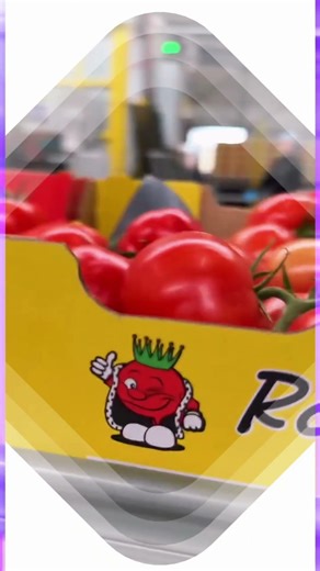 Inside a Modern Greenhouse 🌱 | Smart Farming in Action