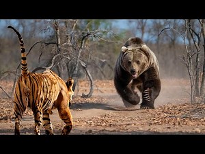 The Fierce Tiger Rushed Into A Fierce Fight With The Grizzly Bear And The Unexpected Ending