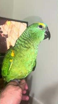 🔥Funny Cute Baby Amazon Parrot 🦜 | Ultimate Lovely Pet | #shorts #birds #pets #parrot #subscribe