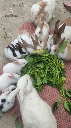 | Rabbit House | ছোট খরগোশ খামার | Cute Rabbit Farm | ছোট পরিসরে খরগোশ পালন |