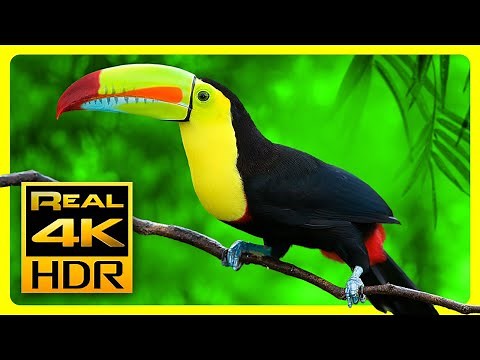 Breathtaking Colors of Nature in 4K HDR 🐦 Sleep Relax Music, Relaxing Tv Art Screensaver