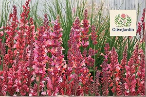 100 Hyssop Seeds – Coral Agastache Variety – Perennial Pollinator Flowers – Ornamental Garden Plant - Etsy