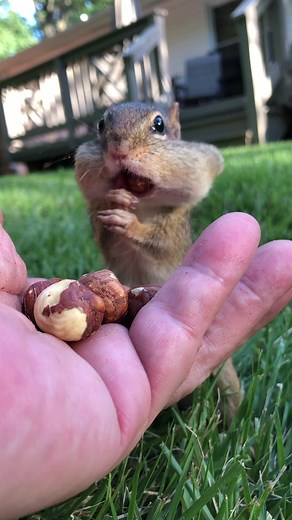 Dinky the Cute Chipmunk Stuffing Face