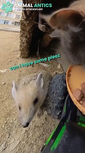 11K views · 283 reactions | Have you ever seen such a brave hedgehog? ❤ | Animal Antics | Facebook