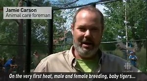 35K views · 374 reactions | There are some new growling sounds being heard at the Magnetic Hill Zoo. | Follow us: www.cbc.ca/nb | Facebook