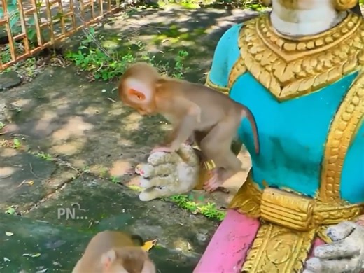 61K views · 1.3K reactions | The life of wild animals in the forest. Baby monkey trapped and mother monkey tries to save her baby | Monkey Video | Facebook