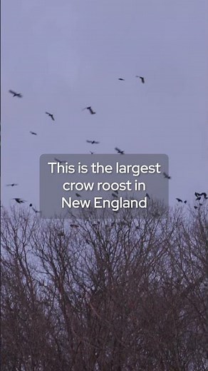 How is a murder of crows helping scientists?