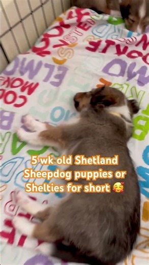 #shetlandsheepdog #puppies Shetland Sheepdog Puppies #shelties #sheltie 5 weeks old 🐶