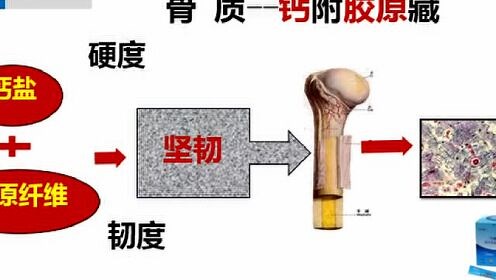 骨的构造与代谢