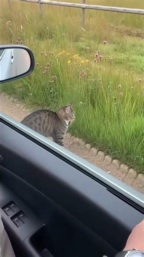 Funny Pets Caught Betraying Their Owners #shorts #viralanimals #funnyanimals