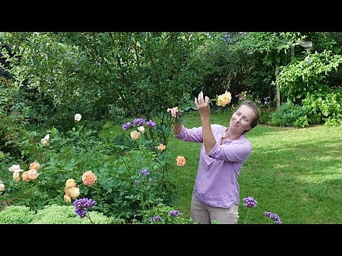 Why are David Austin roses not blooming? Reasons explained, solutions given. Olga's garden.