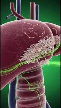 What Happens Inside Your Body When You Eat Rice? | 3D Medical Animation