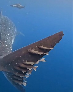 Witness the beauty and grace of whales in their natural habitat. #DiscoverWhalesAndWonders #DiscoverWhalesAndWonders #WhaleWatching #OceanWonders #MarineLife #WhaleAdventures #UnderwaterWonders #WhaleDiscovery #SeaLifeExploration #WhaleMagic #OceanExplorers #WhaleLovers #MarineExploration #OceanicWonders #WhaleTales #DiscoverTheDeep #SeaCreatures #WhaleEncounters #OceanDiscoveries #MarineBiodiversity #WhaleJourney #ExploreTheOceans #WhaleResearch #MarineWonders #WhaleSighting #OceanExpedition #W