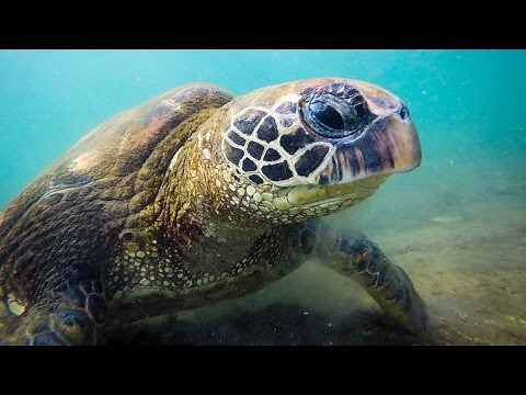 The Tunnels Tour (Los Túneles) Isabela Island, Galapagos, Ecuador