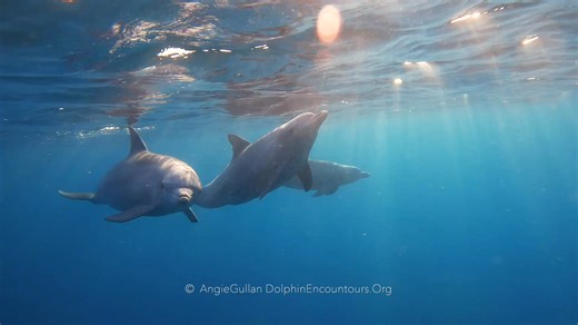 Dolphin Encountours Research Center on Reels