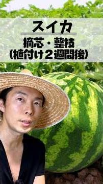 スイカが甘くならない原因はコレでした｜摘心と整枝の正解を徹底解説 #家庭菜園 #家庭菜園初心者 #夏野菜栽培