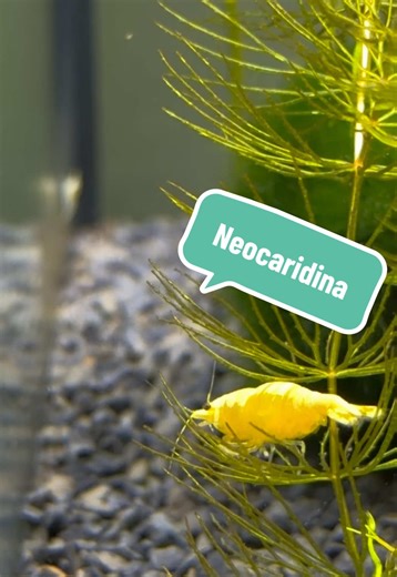 Discover Neocaridina Shrimp Care Tips and Tricks