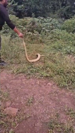 rescued Indian Rock python released in forest safely #rescueefforts #wildliferescue #fypシ