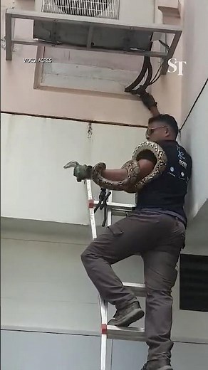 Python shows up at HDB window and startles Jurong West residents