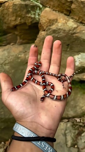 MAGIC Animal Transformations! 🔥