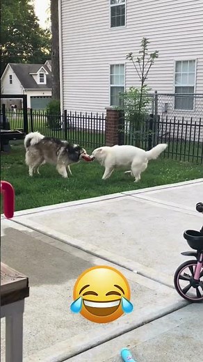 Epic Dog Battle!"🤯 #dogsofyoutube #pets #cutedog