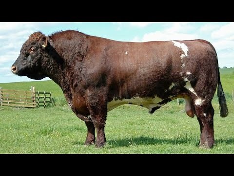 Beyond Angus: Why Heritage Shorthorns Are America’s Next Beef Breed Obsession
