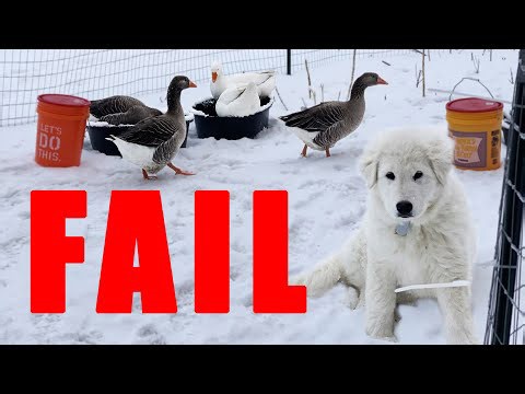 What Farm Dogs Should Never Do Around Animals