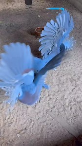 551K views · 4.1K reactions | victoria crowned pigeon | Mozumdar agro farm | Facebook