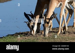 Close-up portraits of springbok antelopes (Antidorcas marsupialis) feeding in natural habitat, Kalahari desert, South Africa Stock Video Footage - Alamy