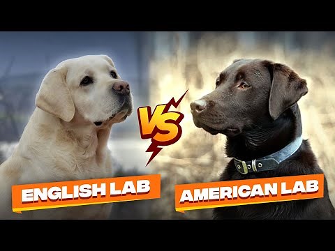 American Labrador vs English Labrador: What's the Difference?