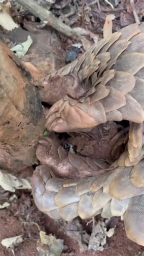 POV: you’re on a foraging walk with a pangolin. This young female came to us after being rescued from traffickers. Although she arrived tired from her ordeal in the illegal wildlife trade, she thankfully didn’t have any serious injuries. We’re delighted to share that she’s now been successfully released into a national park. 💚 We’re 50% of the way to our annual fundraising target in support of our work with pangolins – please consider donating today ➡️ www.lilongwewildlife.org/pangolinappeal 🎥