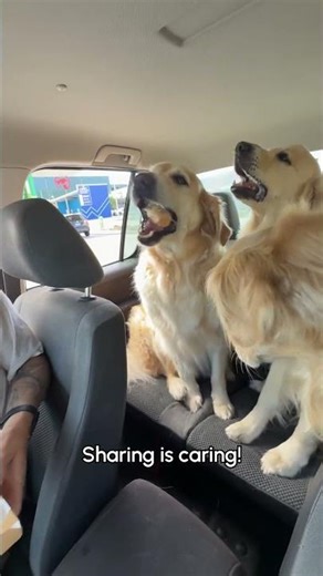 Car Full Of Labradors Get Ice Cream