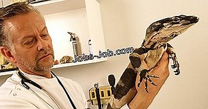 Cómo Convertirse En Un Veterinario Para La Vida Marina | Descripción del trabajo - 2026