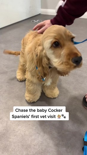 Not sure how to approach hesitant dogs? 🧐🐶 #vetnurse #vettech #vet #puppy #vetclinic #vetvisit #dogs #dogtraining #cockerspaniel