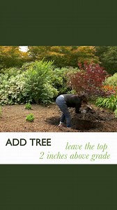 These tips from @MonroviaPlants on how to plant a Japanese Maple also work for other small trees. Protect your investment into long-lived beauties by getting them off to the best start! | Sunnyside Nursery | Facebook