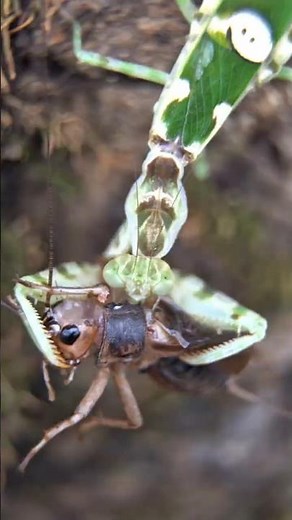 The Flower Praying Mantis's Big Party #prayingmantis #insects #mantis