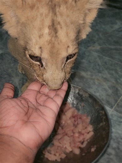 simba lion cub enjoy chicken mince
