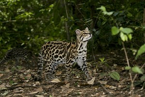 10 Fantastic Beasts of the Yucatan and Where to Find Them
