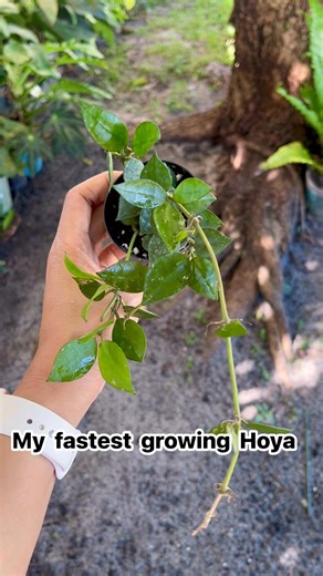 I have 42 varieties of hoya and this one is the fast growing. #plantsmakepeoplehappy #fb #fbreelsvideo #Hoya #plants #fblifestyle #fbreelsvideo | CorysGarden